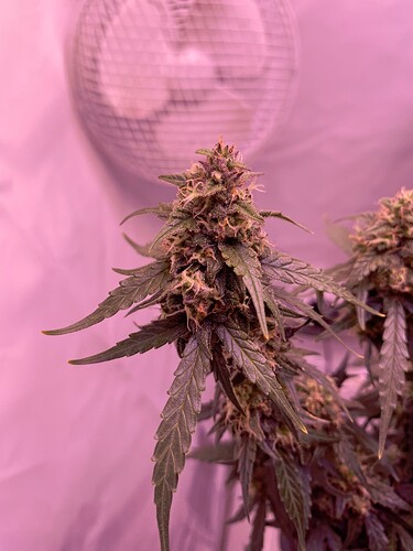 Growreport Bild 11