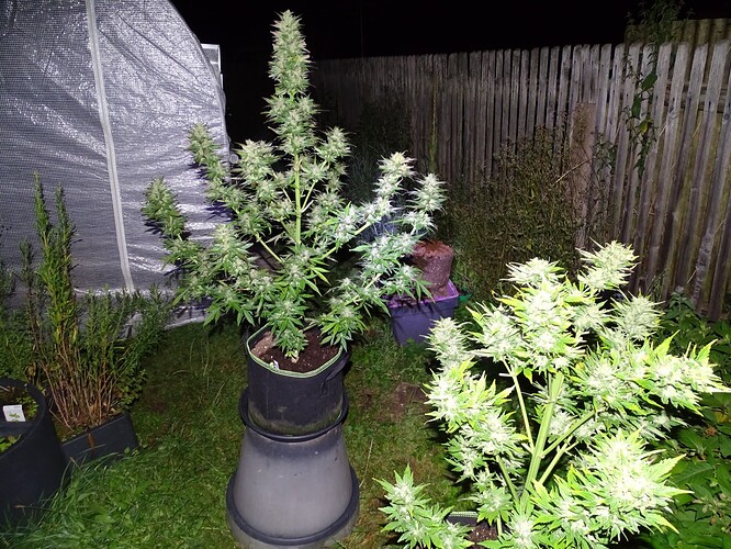 Growreport Bild 32