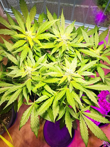 Growreport Bild 5