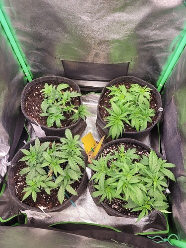 Growreport Bild 2