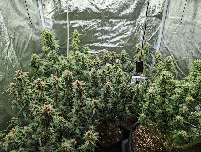 Growreport Bild 1