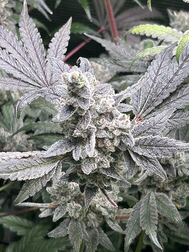 Growreport Bild 5