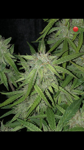 Growreport Bild 24