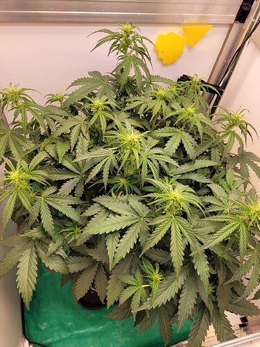 Growreport Bild 1