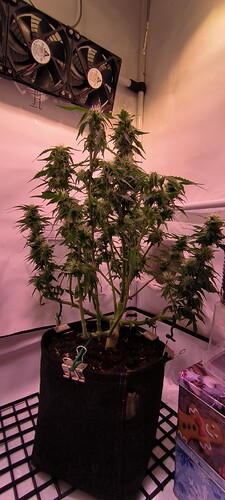 Growreport Bild 7