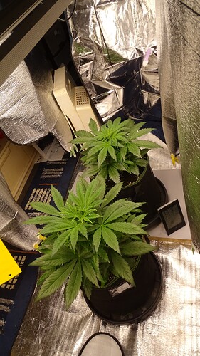 Growreport Bild 2