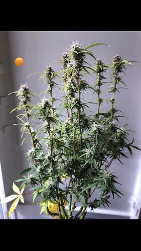 Growreport Bild 22