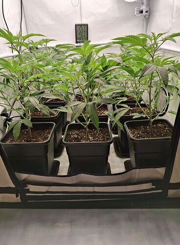 Growreport Bild 38