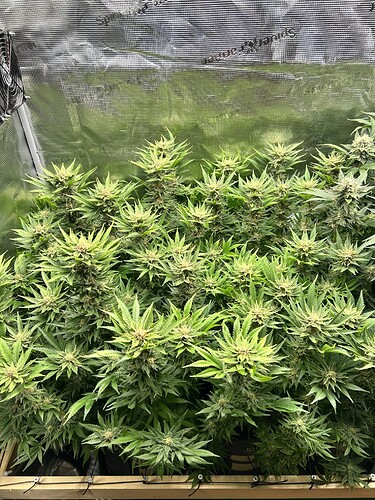 Viele blühende Cannabispflanzen in einer Growbox, die Buds sind gut entwickelt und einige zeigen leichte violette Anzeichen.
