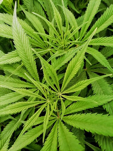 Growreport Bild 1