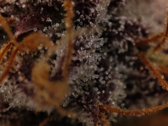 Growreport Bild 66