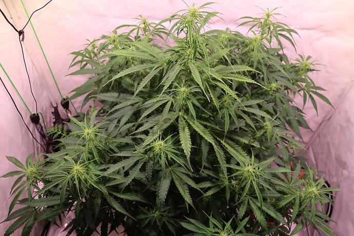 Growreport Bild 6