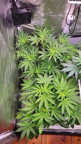 Growreport Bild 27
