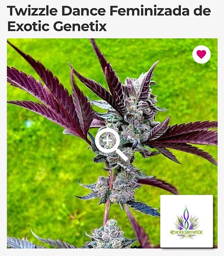 Growreport Bild 26