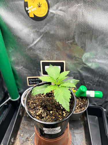 Growreport Bild 4