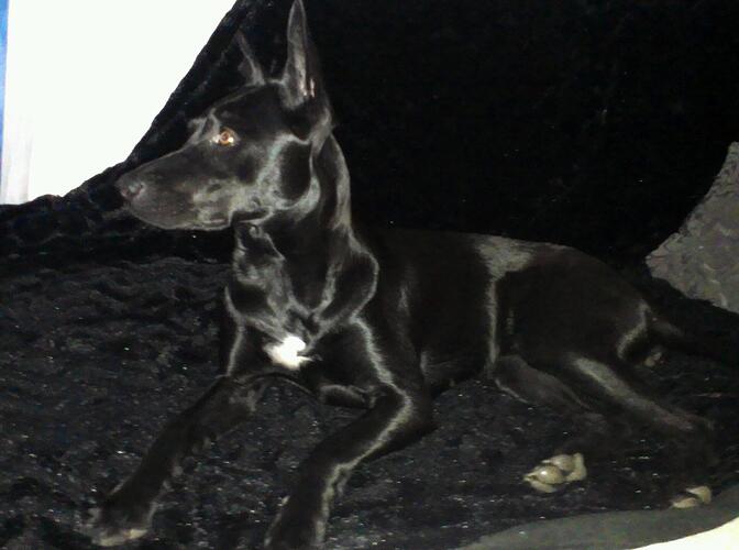 Cleo