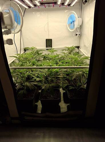 Growreport Bild 39