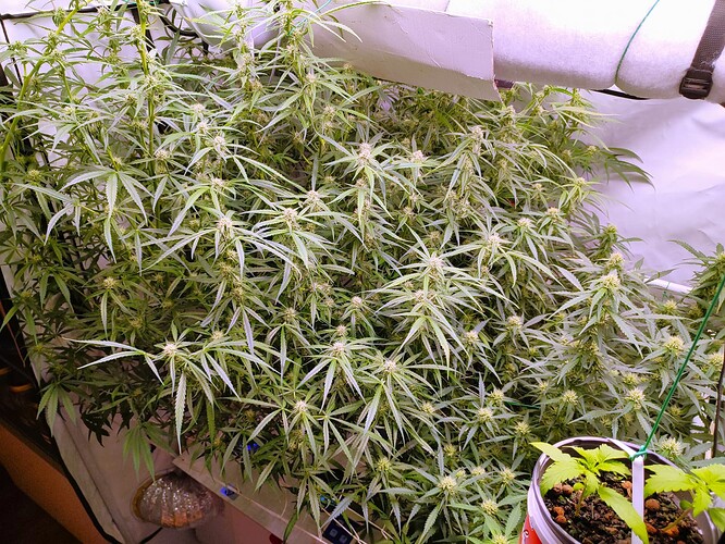 Growreport Bild 5