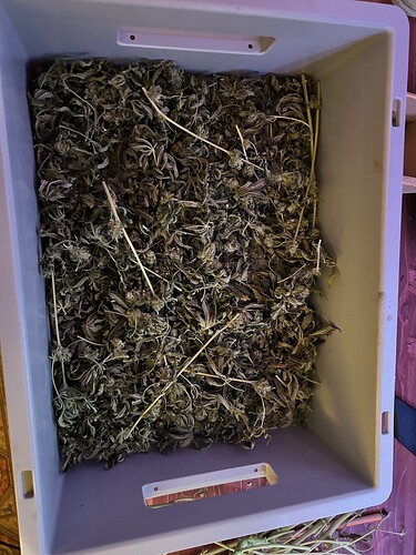 Eine graue Kunststoffbox gefüllt mit getrockneten Cannabis-Blüten und Pflanzenteilen.