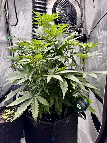 Growreport Bild 1