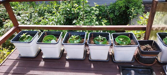Growreport Bild 7
