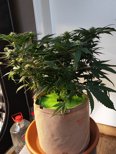 Growreport Bild 2