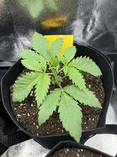 Growreport Bild 5