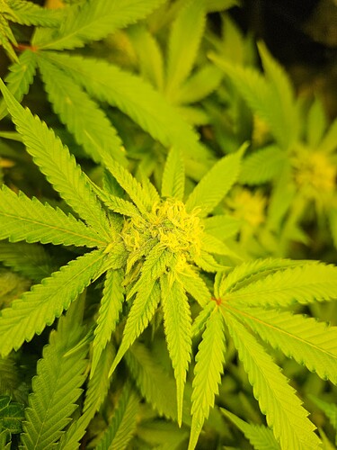 Growreport Bild 29