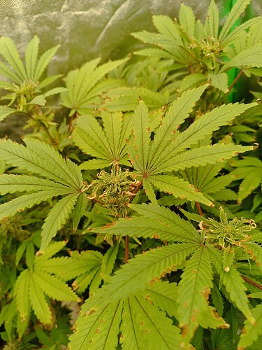 Growreport Bild 3