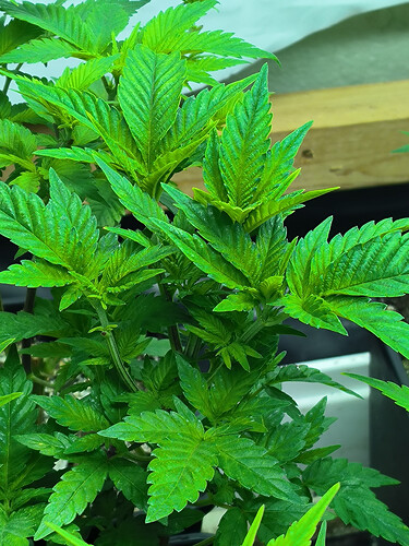 Growreport Bild 3