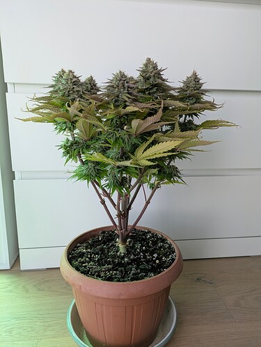Growreport Bild 5