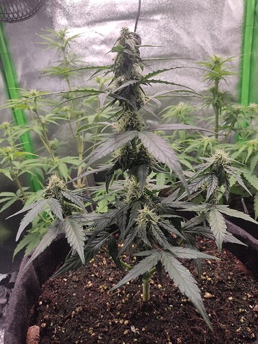 Growreport Bild 4