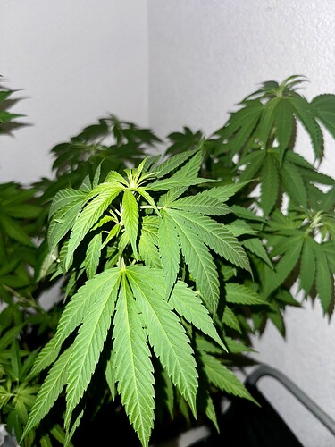 Growreport Bild 7