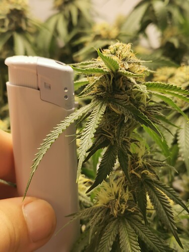 Growreport Bild 2
