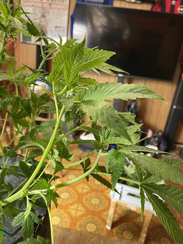 Eine junge Cannabispflanze mit mehreren grünen Blättern und Stängeln, die sich in einem Topf befindet. Im Hintergrund ist ein Fernseher und ein Regal zu sehen.