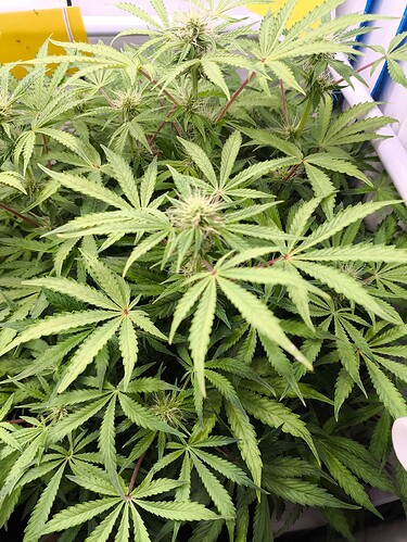 Growreport Bild 7
