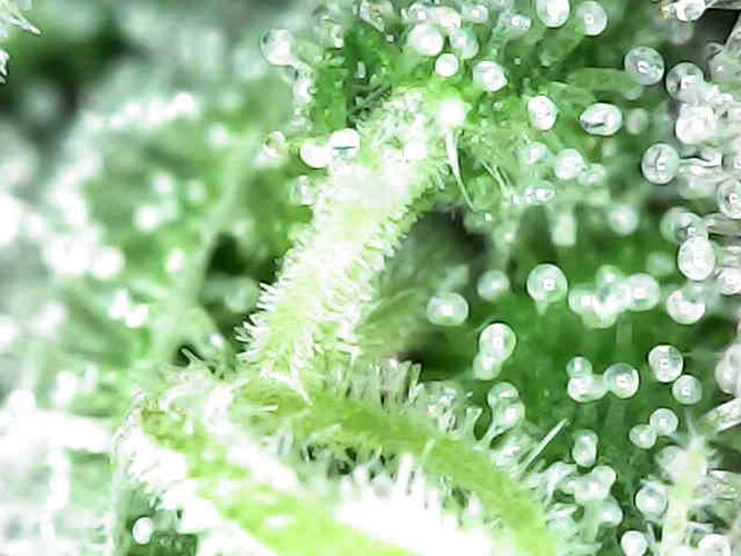 Photo_2025-04-06 08_33_45_398