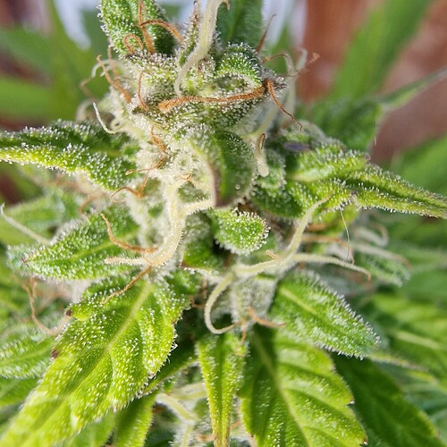 Growreport Bild 8