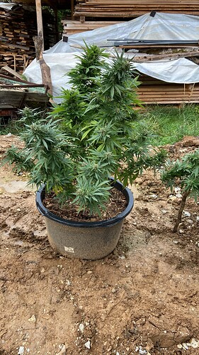 Growreport Bild 2