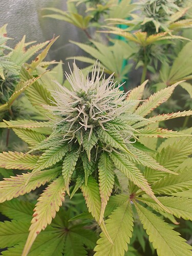 Growreport Bild 4