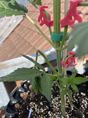 Growreport Bild 4