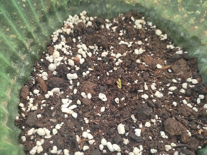 Growreport Bild 70
