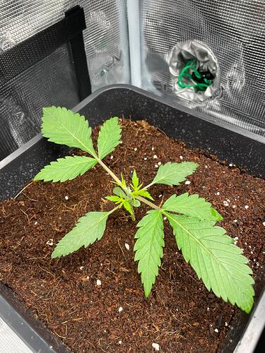 Growreport Bild 4