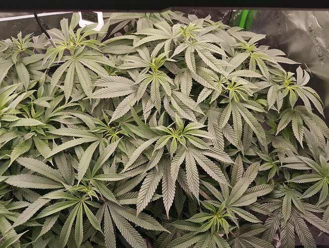Growreport Bild 12