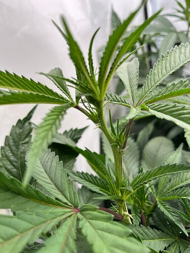 Growreport Bild 7