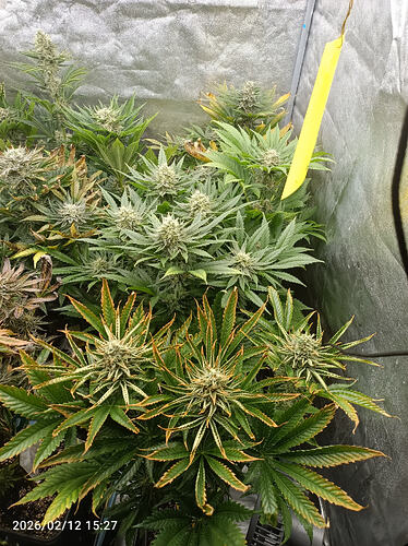 Growreport Bild 28
