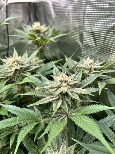 Nahaufnahme von Cannabis-Pflanzen in der Blütephase mit Trichomen und Blütenkelchen.