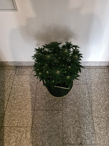 Growreport Bild 9