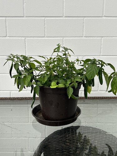 Growreport Bild 47