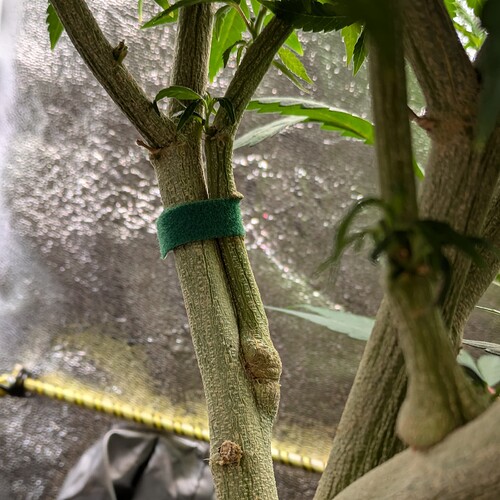Growreport Bild 6